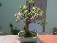 Macieira na Primavera