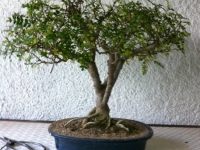 Operculicarya em transplante