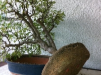 Operculicarya em transplante