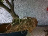 Operculicarya em transplante