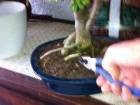 Operculicarya em transplante